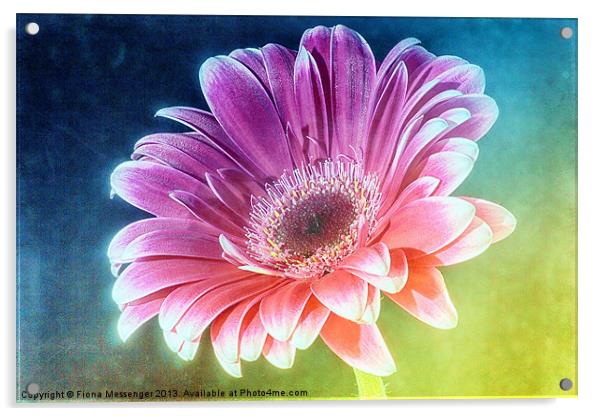 Gerbera Rainbow Acrylic by Fiona Messenger