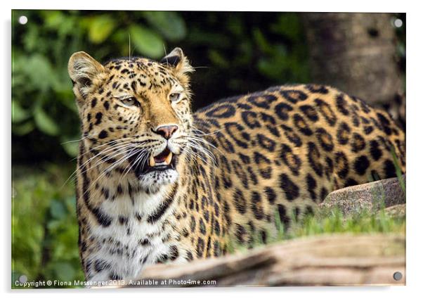 Amur Leopard Acrylic by Fiona Messenger