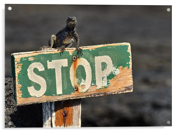 Stop! Acrylic by Richard Burn