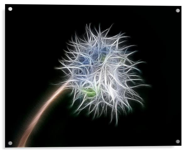 Dandelion Acrylic by karen shivas