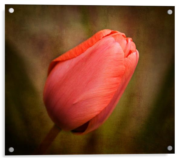 Tulip Acrylic by karen shivas