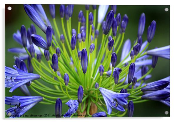 Blue agapanthus Acrylic by Sara Messenger