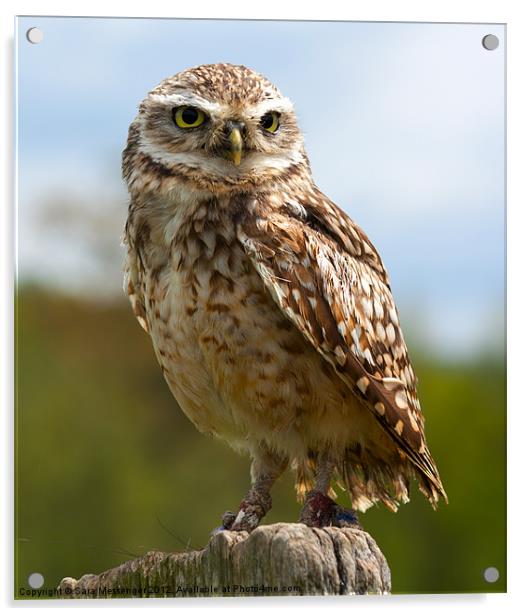 Burrowing owl Acrylic by Sara Messenger