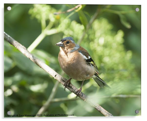 Chaffinch-Fringilla coelebs Acrylic by Sara Messenger