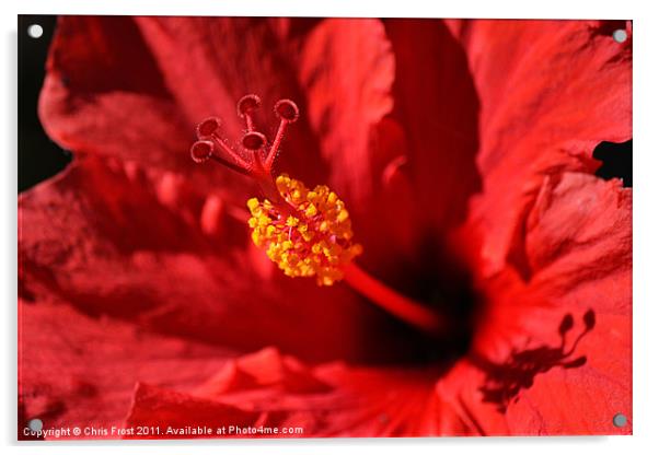 Hawaiian Rouge Hibiscus Acrylic by Chris Frost