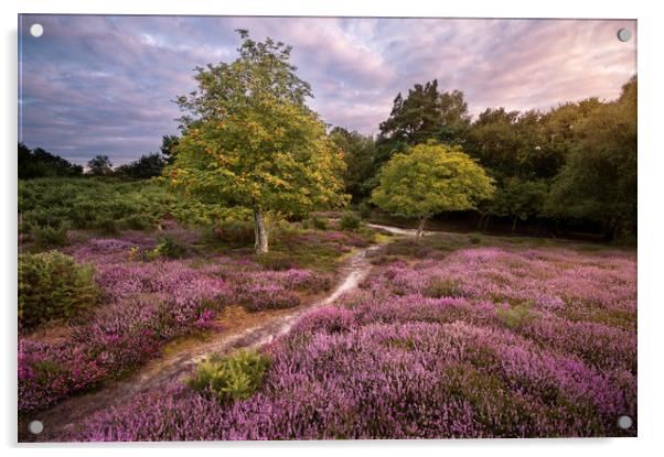 A Walk Through the Heather Acrylic by Chris Frost