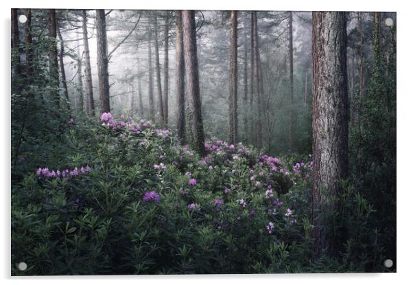 Rhoddies in the Mist Acrylic by Chris Frost
