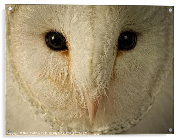 Barn Owl Acrylic by Neal P