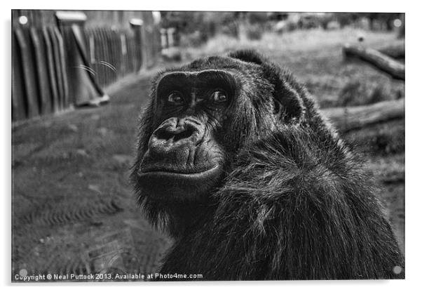Gorilla Acrylic by Neal P