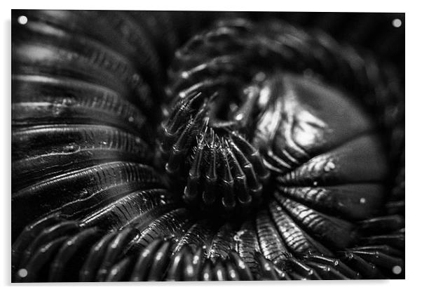 Coil Acrylic by Neal P