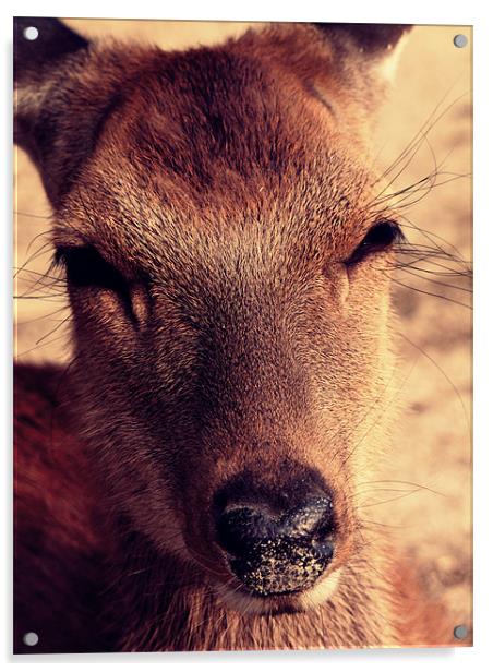 Deer approaching the camera Acrylic by Zsolt Lokodi