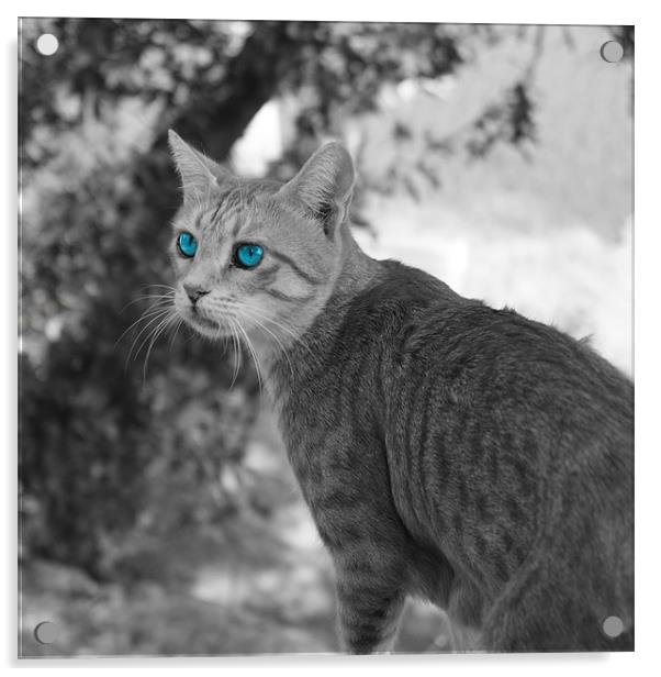 Blue eyed cat Acrylic by Rachael Hood