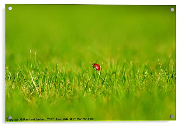 Lost Ladybird Acrylic by Rachael Hood