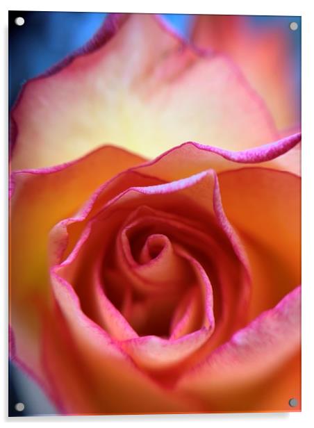 Vibrant Rose Acrylic by Rachael Hood