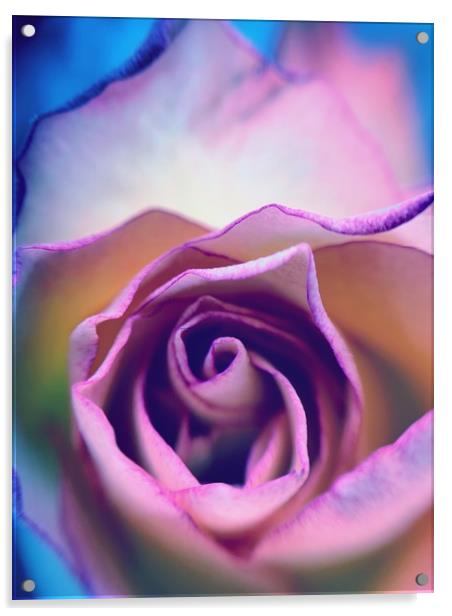 Rainbow Rose Acrylic by Rachael Hood