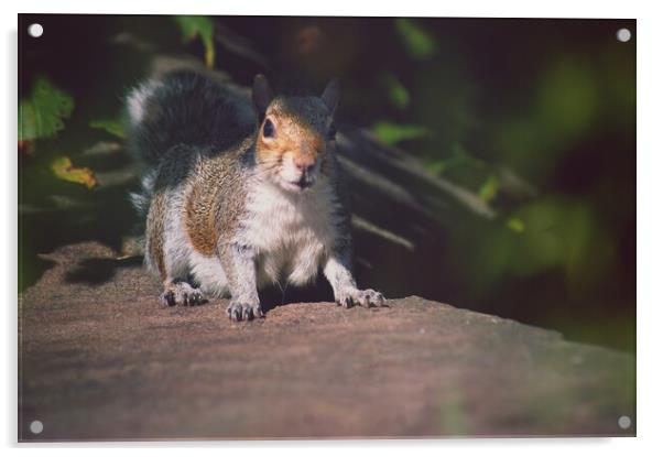 Startled Squirrel  Acrylic by Rachael Hood