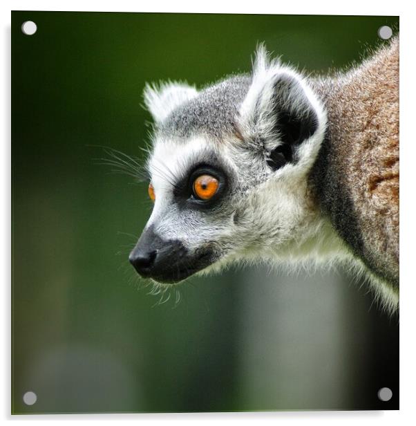Lemur stare Acrylic by Rachael Hood