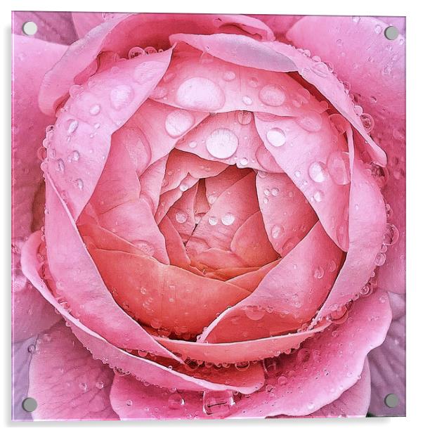 Flower droplets  Acrylic by Rachael Hood