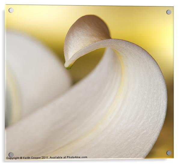 White Lily Petal Acrylic by Keith Cooper