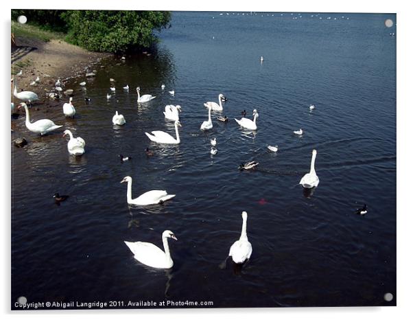 Swan lake Acrylic by Abigail Langridge