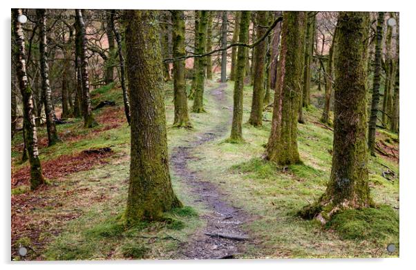 Through the woods Acrylic by John Dunbar