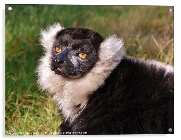 Black and White Ruffed Lemur Acrylic by John Dunbar