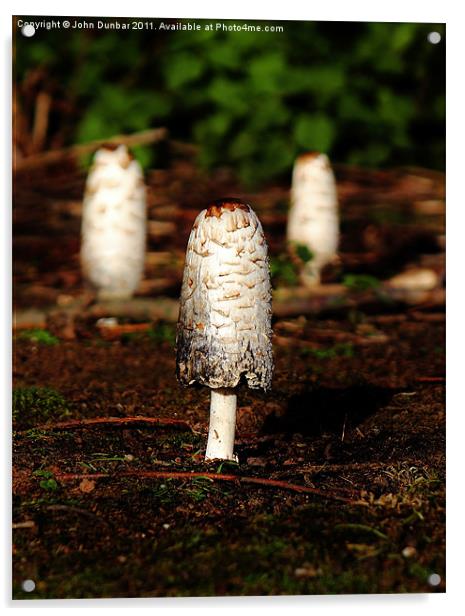 Ink Cap Mushroom Acrylic by John Dunbar
