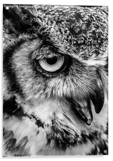African Spotted Owl Acrylic by John Dunbar