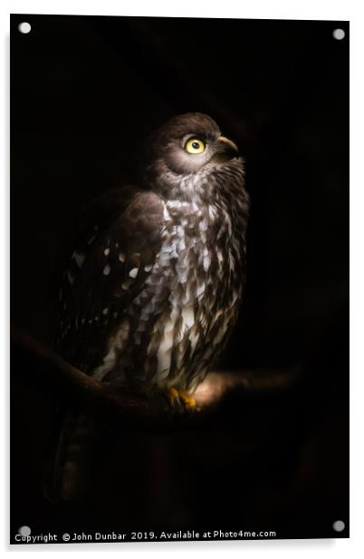 Barking Owl Acrylic by John Dunbar