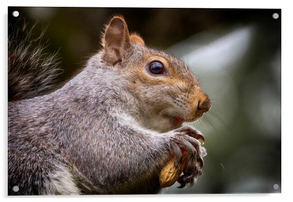 Grey Squirrel Close Up Acrylic by Phil Clements