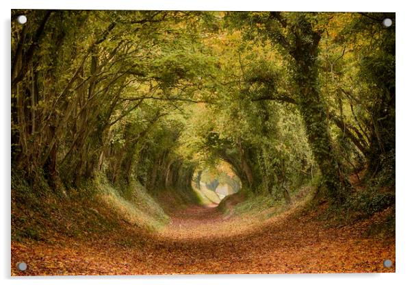 Halnaker Tree Tunnel Acrylic by Phil Clements