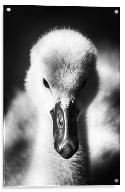 Adorable Fluffy Cygnet Acrylic by Phil Clements