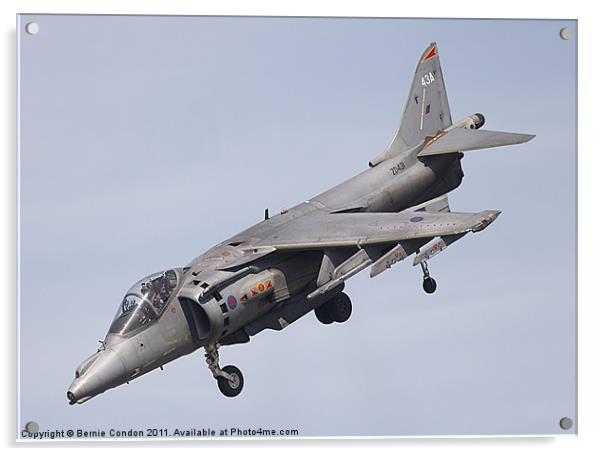Harrier Acrylic by Bernie Condon