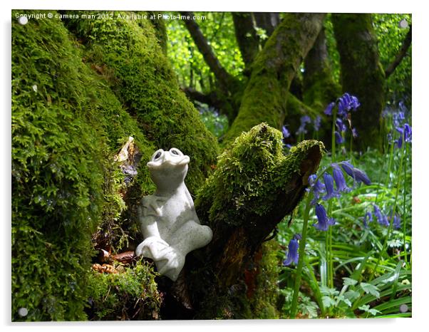 Bluebell Frog Acrylic by camera man