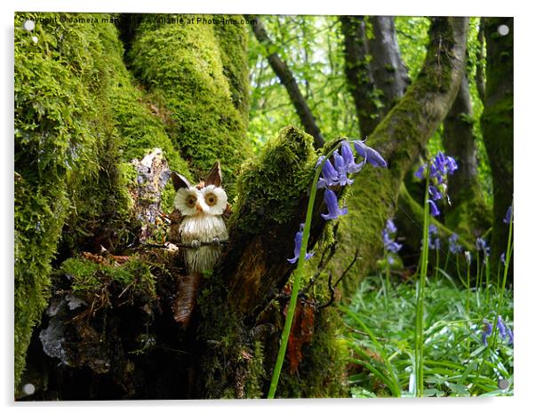 Owl Woods Acrylic by camera man