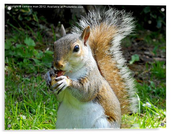 Nutty Squirrel Acrylic by camera man