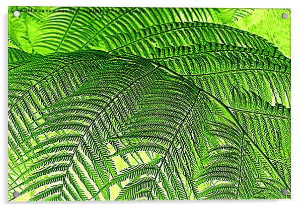 Fern Vision Acrylic by camera man