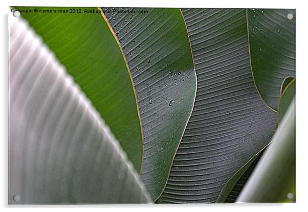 Banana leaf art Acrylic by camera man