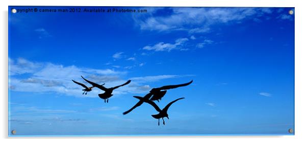The Birds. Acrylic by camera man