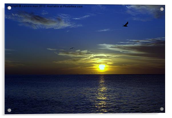 Seagull sunrise Acrylic by camera man