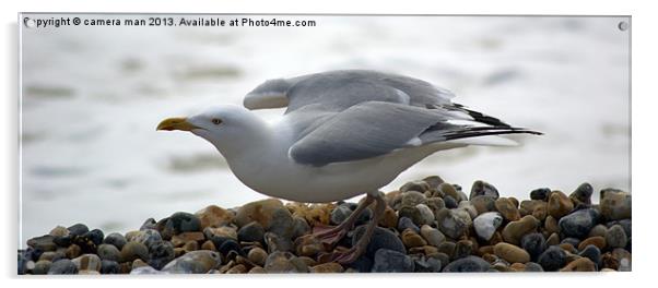 Gull on the rocks Acrylic by camera man