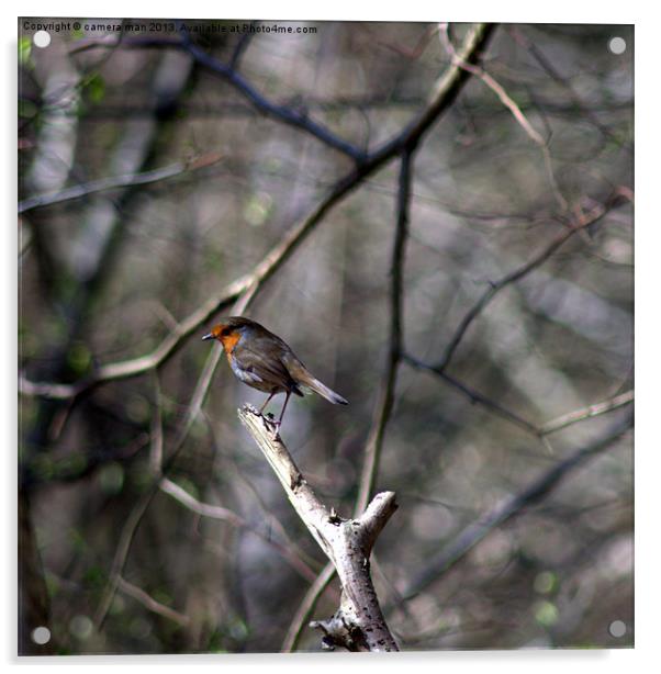 Resting Robin Acrylic by camera man