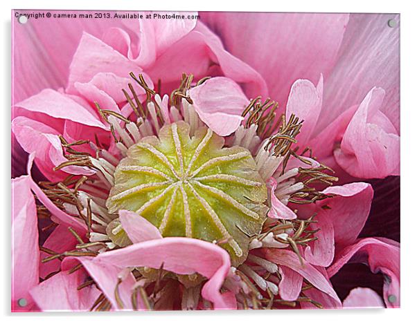 purple poppy flower Acrylic by camera man