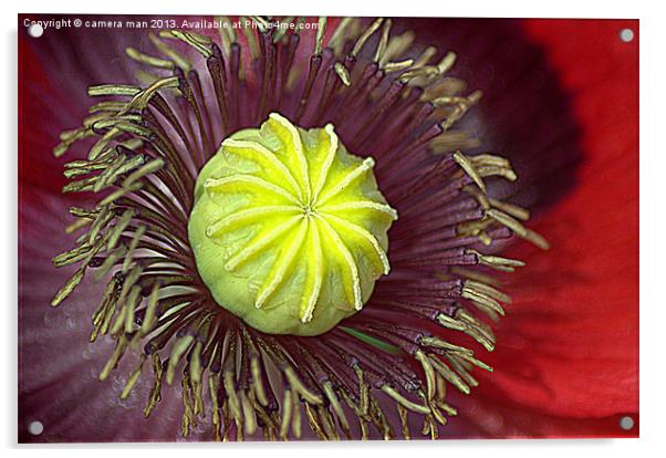 poppy petals Acrylic by camera man
