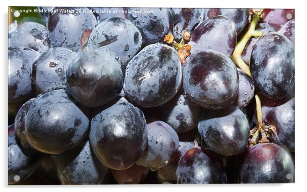 Dew covered Concord Grapes Acrylic by Michael Waters Photography