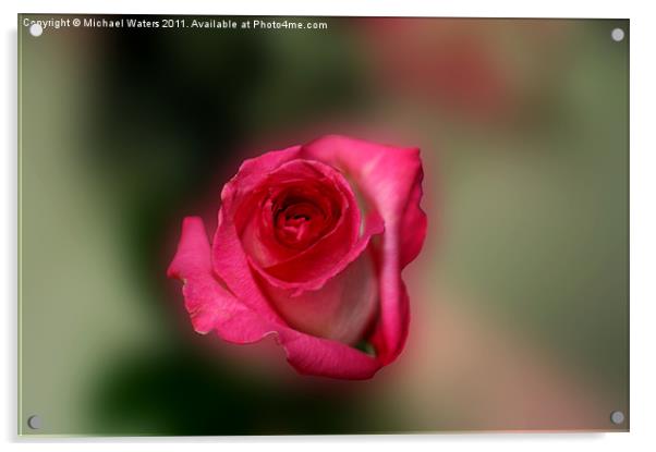 Heavenly Rose Acrylic by Michael Waters Photography