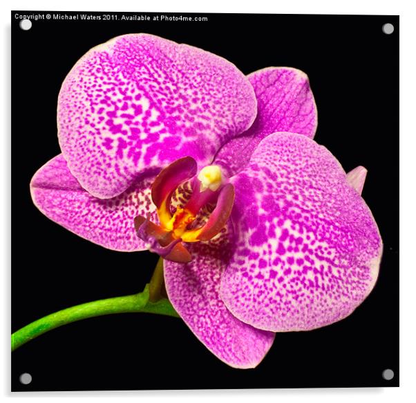 Purple Orchid Bloom Acrylic by Michael Waters Photography