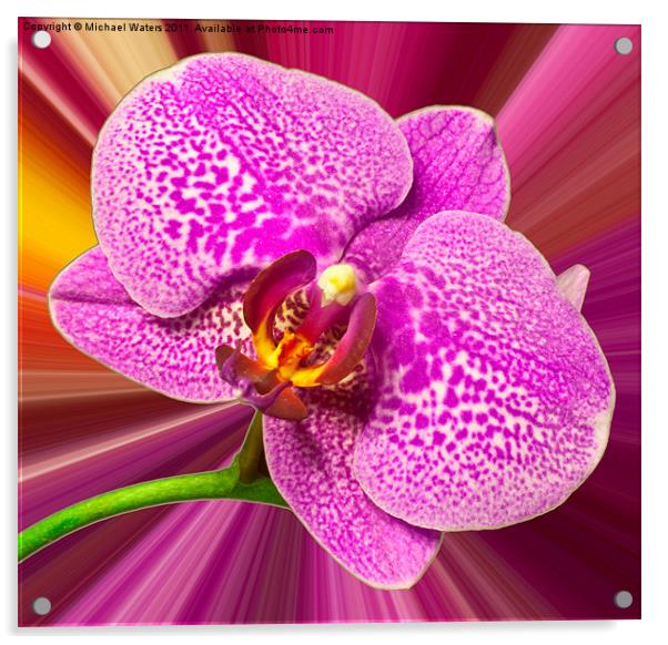Bright Orchid Acrylic by Michael Waters Photography