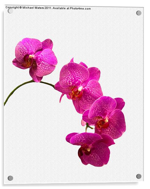 Oodles of Purple Orchids Acrylic by Michael Waters Photography