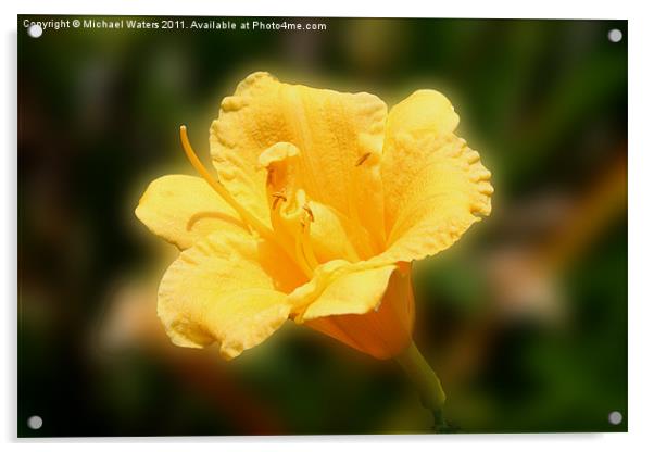 Yellow Day Lily Acrylic by Michael Waters Photography